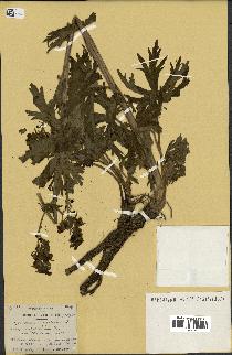 spécimen de Aconitum lycoctonum