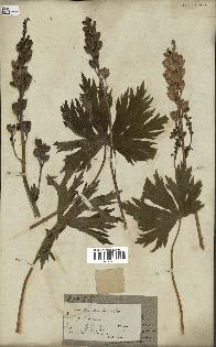 spécimen de Aconitum lycoctonum