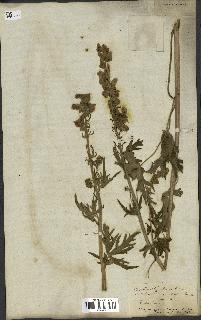 spécimen de Aconitum lycoctonum