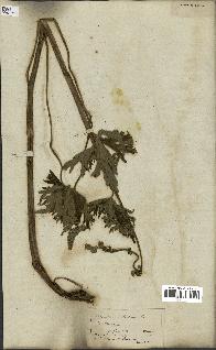 spécimen de Aconitum lycoctonum