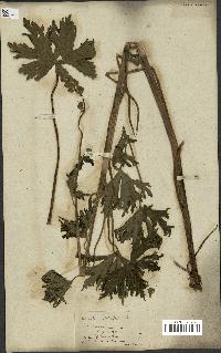 spécimen de Aconitum lycoctonum