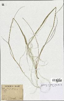 spécimen de Stipa pennata