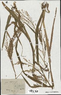 spécimen de Panicum miliaceum