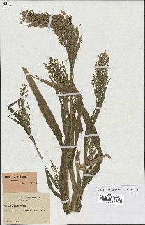 spécimen de Panicum miliaceum