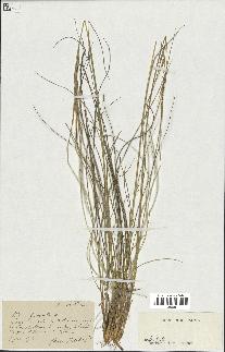 spécimen de Stipa pennata