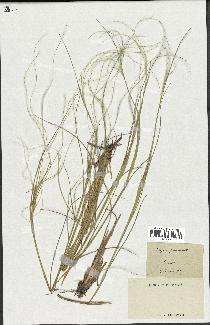 spécimen de Stipa pennata