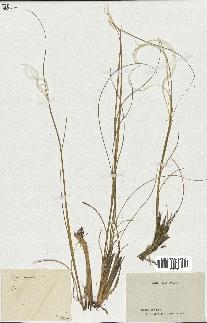 spécimen de Stipa pennata