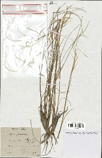 spécimen de Stipa pennata