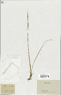 spécimen de Stipa pennata