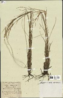 spécimen de Stipa pennata