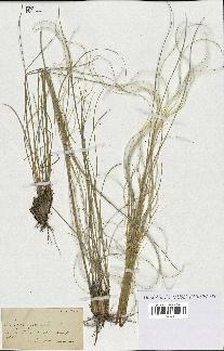 spécimen de Stipa pennata