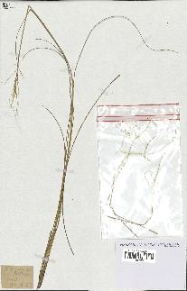 spécimen de Stipa pennata