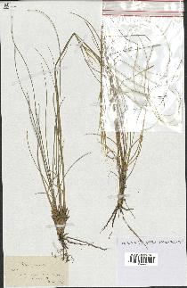 spécimen de Stipa pennata