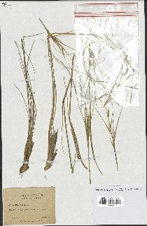 spécimen de Stipa pennata