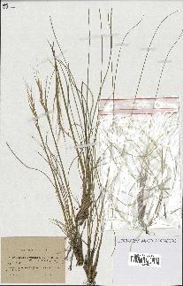 spécimen de Stipa pennata