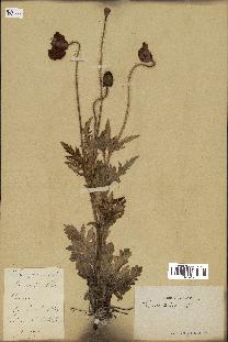 spécimen de Papaver rhoeas