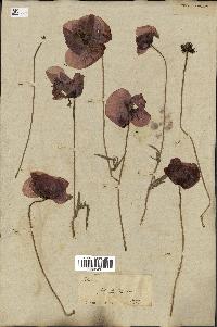 spécimen de Papaver rhoeas