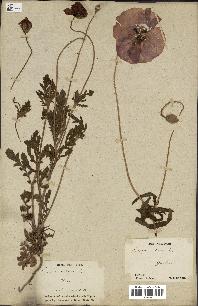 spécimen de Papaver rhoeas