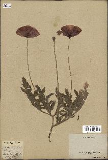 spécimen de Papaver rhoeas