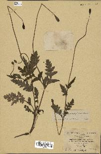 spécimen de Papaver pinnatifidum