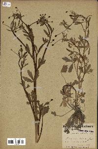 spécimen de Ranunculus sceleratus