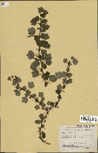 spécimen de Ribes roezlii