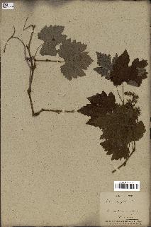 spécimen de Vitis vinifera