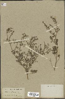 spécimen de Fumaria officinalis