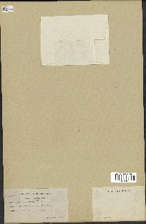 spécimen de Chrysosplenium americanum