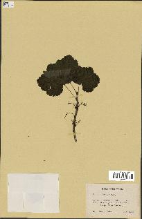 spécimen de Ribes triste