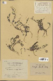 spécimen de Astragalus echinatus