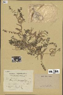 spécimen de Astragalus hamosus