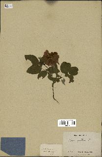 spécimen de Rosa gallica