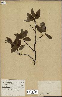 spécimen de Amelanchier bartramiana