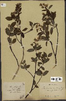 spécimen de Amelanchier canadensis
