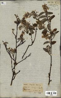 spécimen de Amelanchier canadensis
