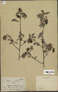 spécimen de Amelanchier canadensis