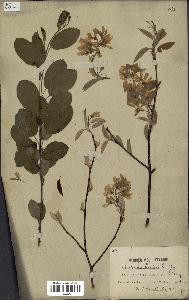 spécimen de Amelanchier canadensis