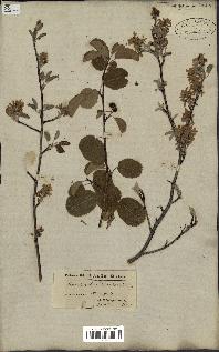 spécimen de Amelanchier canadensis