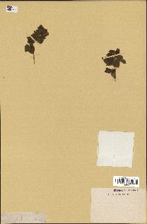 spécimen de Rubus velutinus