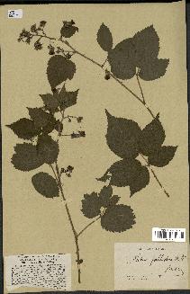 spécimen de Rubus pallidus