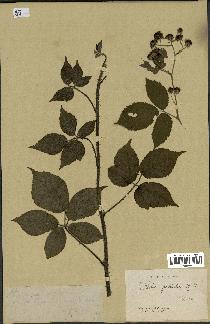 spécimen de Rubus pallidus