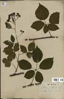 spécimen de Rubus pallidus