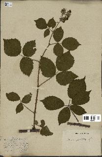 spécimen de Rubus pallidus