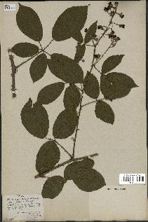 spécimen de Rubus pallidus