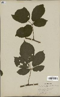 spécimen de Rubus oreades