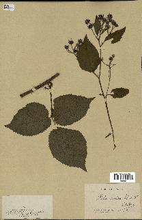 spécimen de Rubus oreades