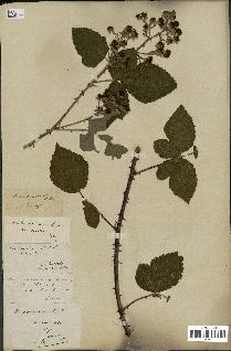 spécimen de Rubus nemorosus