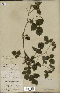 spécimen de Rubus nemorosus