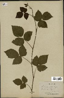 spécimen de Rubus nemorosus